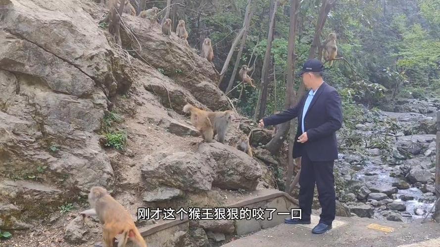 新澳门精准免费大全和车钥匙逗猴被猴抢走与猴子车钥匙