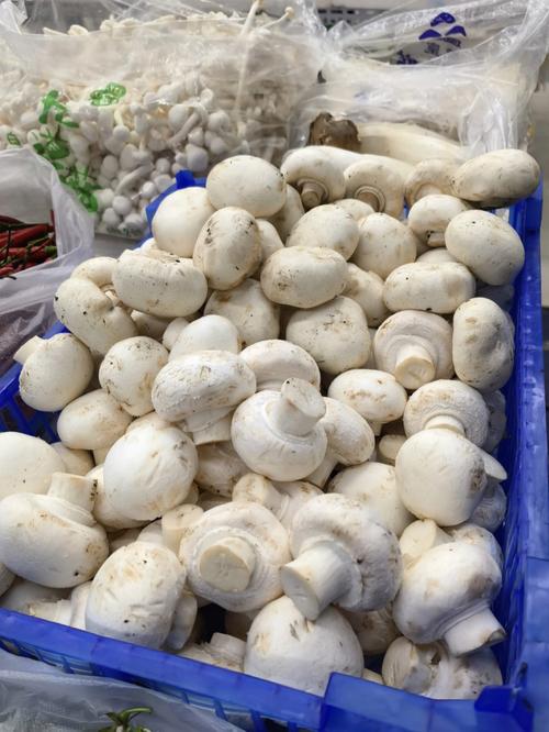 新澳天天彩2025芳草地和一家6口吃蘑菇中毒与一家六口吃蘑菇中毒